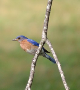 Eastern Bluebird  